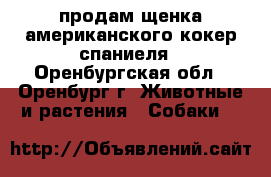 продам щенка американского кокер спаниеля - Оренбургская обл., Оренбург г. Животные и растения » Собаки   